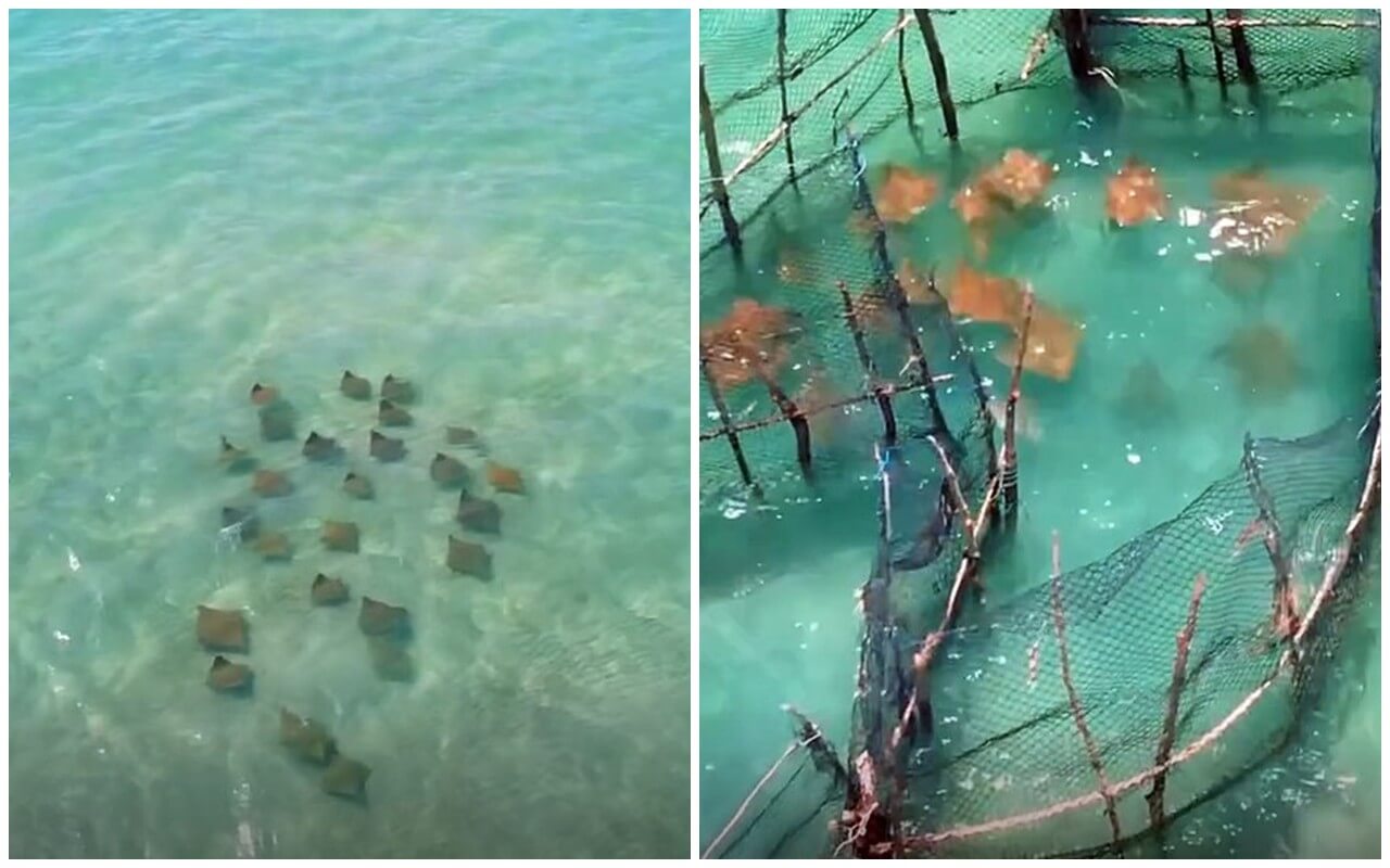 Assista: Espetáculo de arraias encanta no litoral Norte de Alagoas