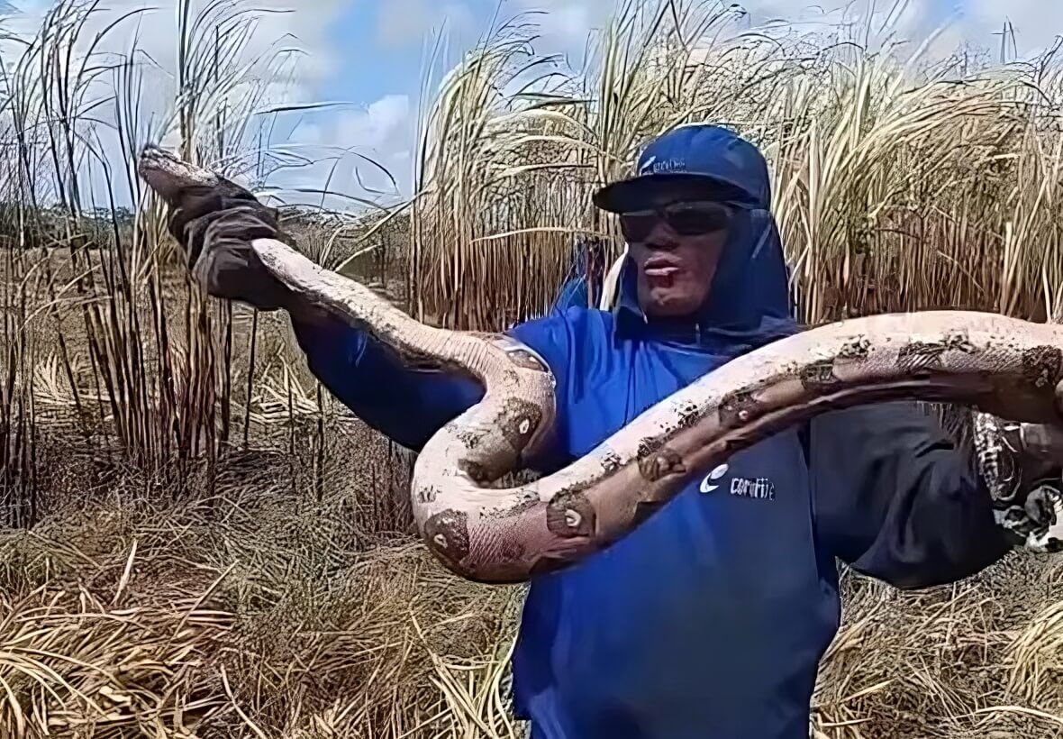 Trabalhador rural viraliza ao capturar jiboia com as próprias mãos em Coruripe