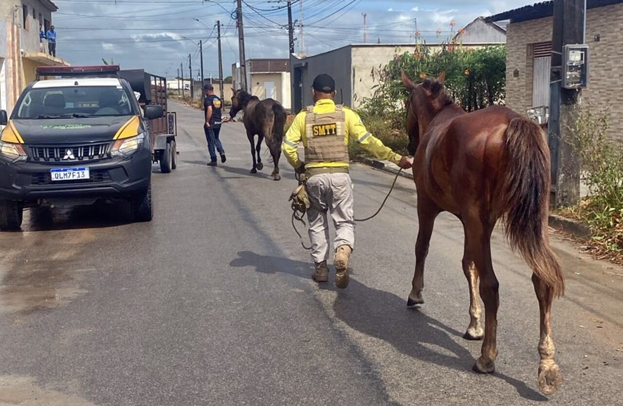 SMTT recolhe animais soltos e reforça compromisso com a segurança em São Miguel dos Campos